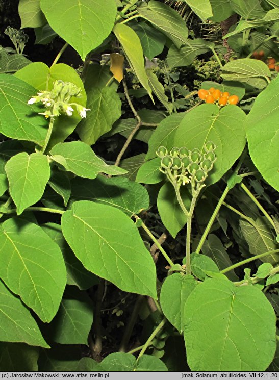 Solanum abutiloides (tamarillo karłowate)