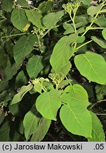 Solanum abutiloides (tamarillo karłowate)