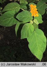 Solanum abutiloides (tamarillo karłowate)