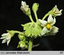 Solanum abutiloides (tamarillo karłowate)