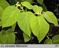 Solanum abutiloides (tamarillo karłowate)