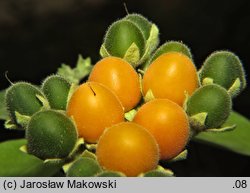 Solanum abutiloides (tamarillo karłowate)