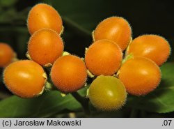 Solanum abutiloides (tamarillo karłowate)