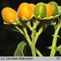 Solanum abutiloides (tamarillo karłowate)