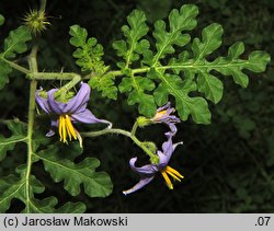 Solanum citrullifolium