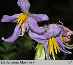 Solanum citrullifolium