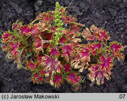 Solenostemon scutellarioides (koleus Blumego)