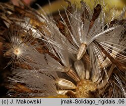 Solidago rigida (nawłoć sztywna)