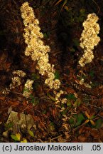 Solidago virgaurea (nawłoć pospolita)