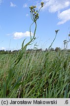 Sonchus palustris