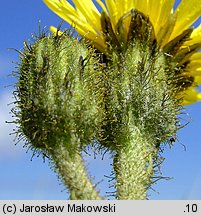 Sonchus palustris