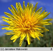 Sonchus palustris