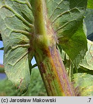 Sonchus palustris