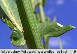 Sonchus palustris