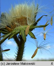 Sonchus palustris