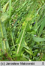 Sonchus palustris