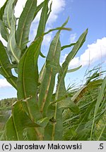 Sonchus palustris