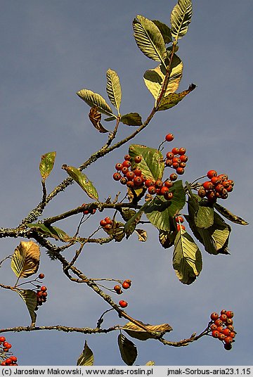 Sorbus aria