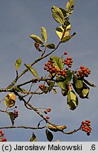 Sorbus aria