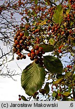 Sorbus aria