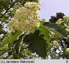 Sorbus intermedia