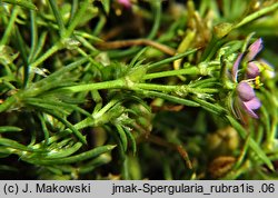 Spergularia rubra (muchotrzew polny)