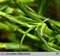 Spergularia rubra (muchotrzew polny)