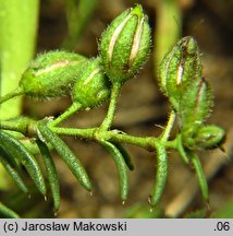 Spergularia rubra (muchotrzew polny)