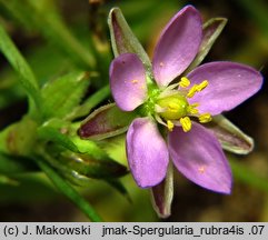 Spergularia rubra (muchotrzew polny)