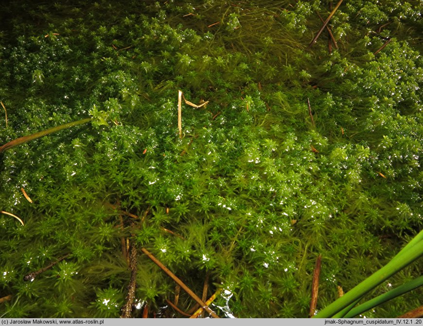 Sphagnum cuspidatum (torfowiec szpiczastolistny)