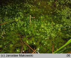 Sphagnum cuspidatum (torfowiec szpiczastolistny)