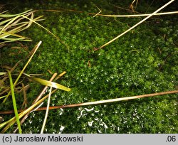 Sphagnum cuspidatum (torfowiec szpiczastolistny)