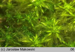 Sphagnum cuspidatum (torfowiec szpiczastolistny)