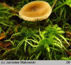 Sphagnum squarrosum (torfowiec nastroszony)