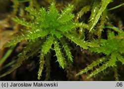 Sphagnum squarrosum (torfowiec nastroszony)