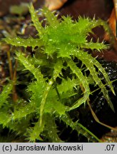 Sphagnum squarrosum (torfowiec nastroszony)