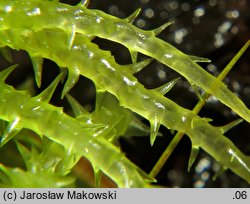 Sphagnum squarrosum (torfowiec nastroszony)