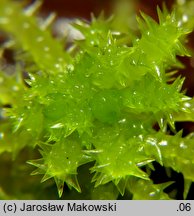 Sphagnum squarrosum (torfowiec nastroszony)