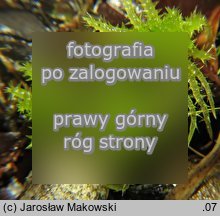 Sphagnum squarrosum (torfowiec nastroszony)