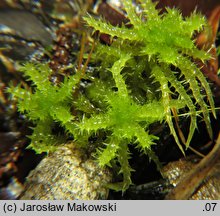 Sphagnum squarrosum (torfowiec nastroszony)