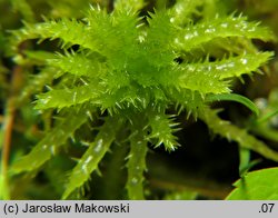 Sphagnum squarrosum (torfowiec nastroszony)