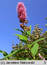 Spiraea salicifolia