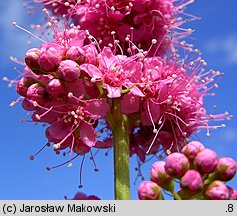 Spiraea salicifolia