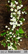 Spiraea prunifolia (tawuła śliwolistna)