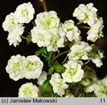 Spiraea prunifolia (tawuła śliwolistna)