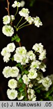 Spiraea prunifolia (tawuła śliwolistna)