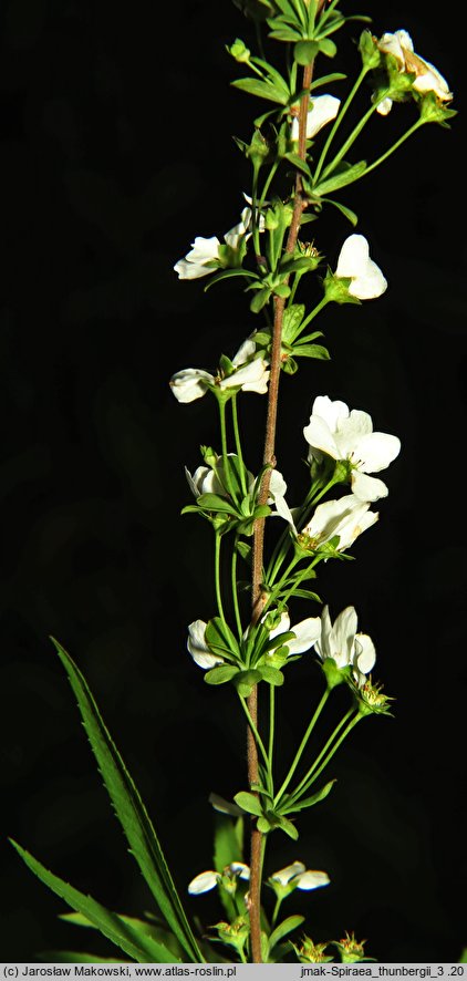 Spiraea thunbergii (tawuła Thunberga)