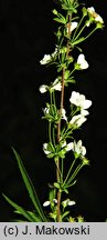 Spiraea thunbergii (tawuła Thunberga)