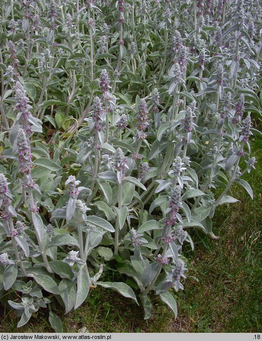 Stachys byzantina (czyściec wełnisty)