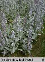 Stachys byzantina (czyściec wełnisty)